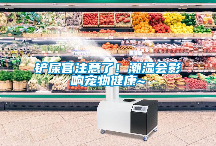 铲屎官注意了！潮湿会影响宠物健康~