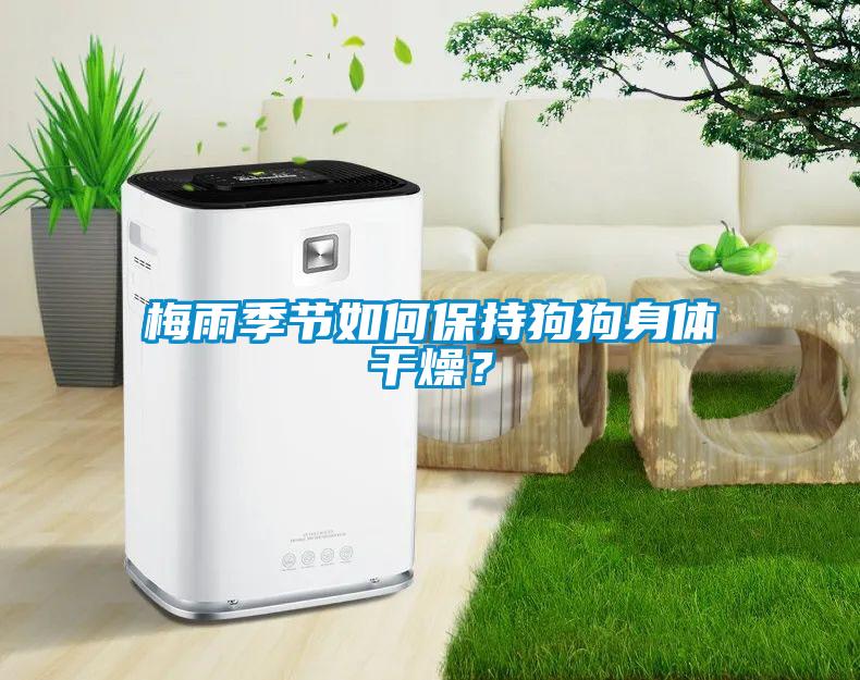 梅雨季节如何保持狗狗身体干燥？
