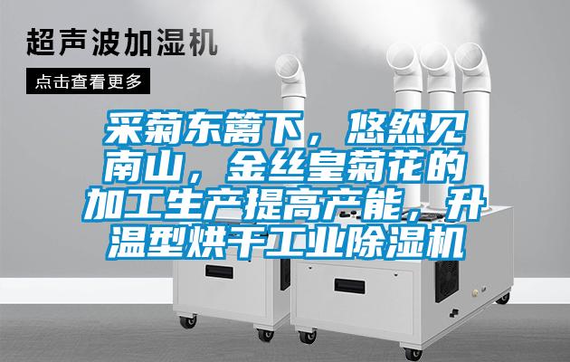 采菊东篱下，悠然见南山，金丝皇菊花的加工生产提高产能，升温型烘干工业粉色视频免费在线观看