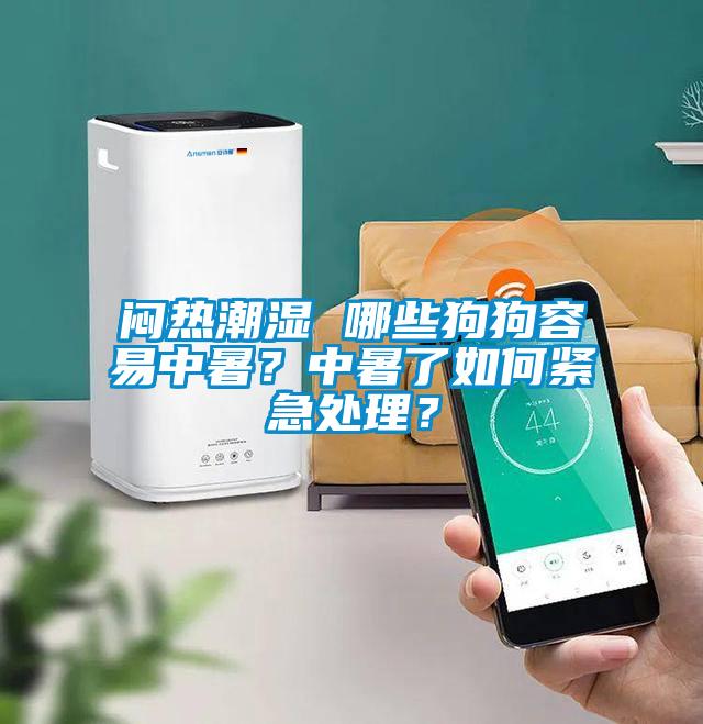 闷热潮湿 哪些狗狗容易中暑？中暑了如何紧急处理？