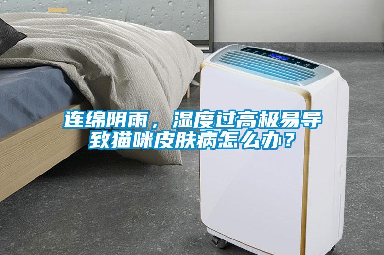 连绵阴雨，湿度过高极易导致猫咪皮肤病怎么办？