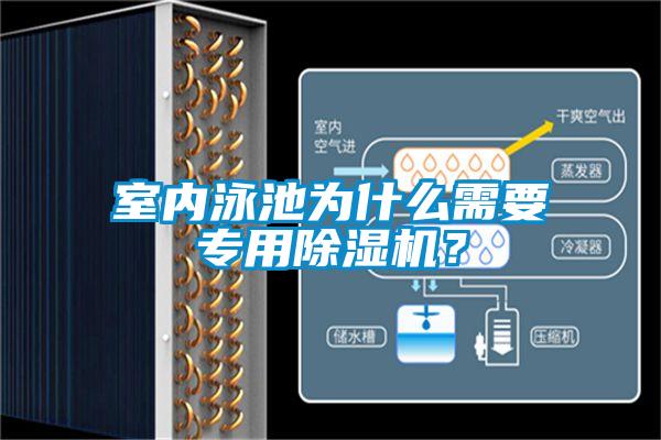 室内泳池为什么需要专用粉色视频免费在线观看？