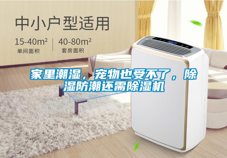 家里潮湿，宠物也受不了，除湿防潮还需粉色视频免费在线观看