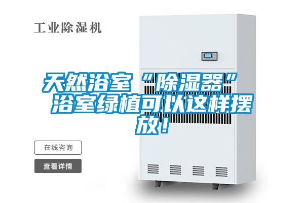 天然浴室“除湿器” 浴室绿植可以这样摆放！
