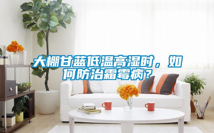 大棚甘蓝低温高湿时，如何防治霜霉病？
