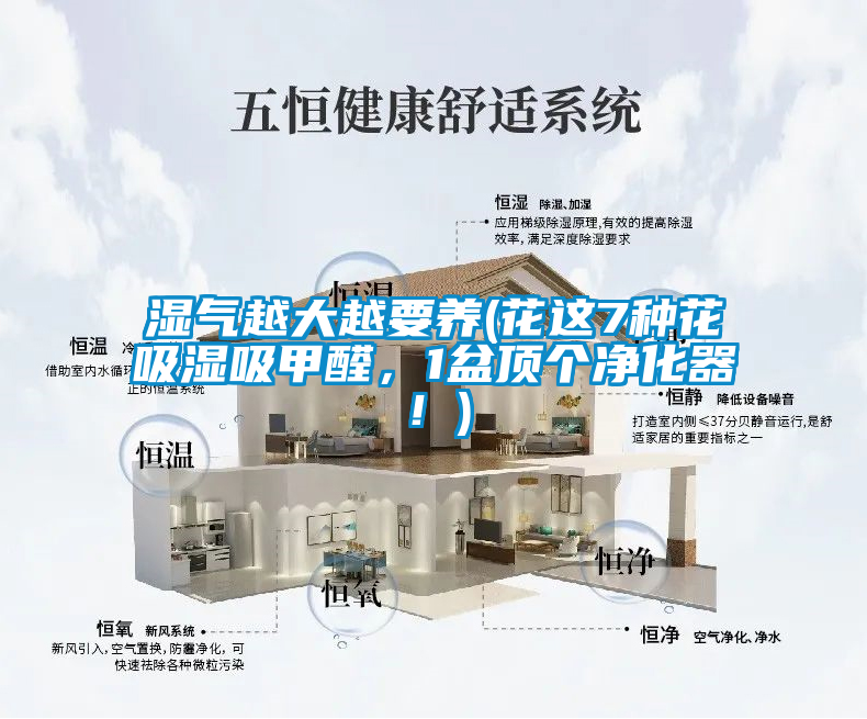 湿气越大越要养(花这7种花吸湿吸甲醛，1盆顶个净化器！)