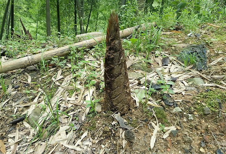 福建省漳州市芗城区客户闽笋干干燥烘干粉色视频免费在线观看