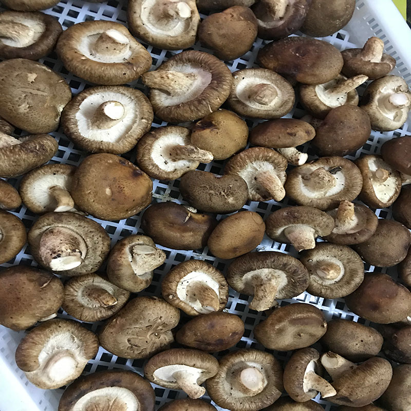 湖北省京山县的菇农代表选用粉色视频下载污粉色视频下载污食用菌烘干机模块即香菇烘干机